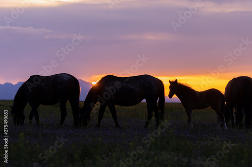 Wild Horses Silhouetted at Sunset in Utah