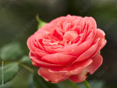 Blooming Abraham Darby Rose.