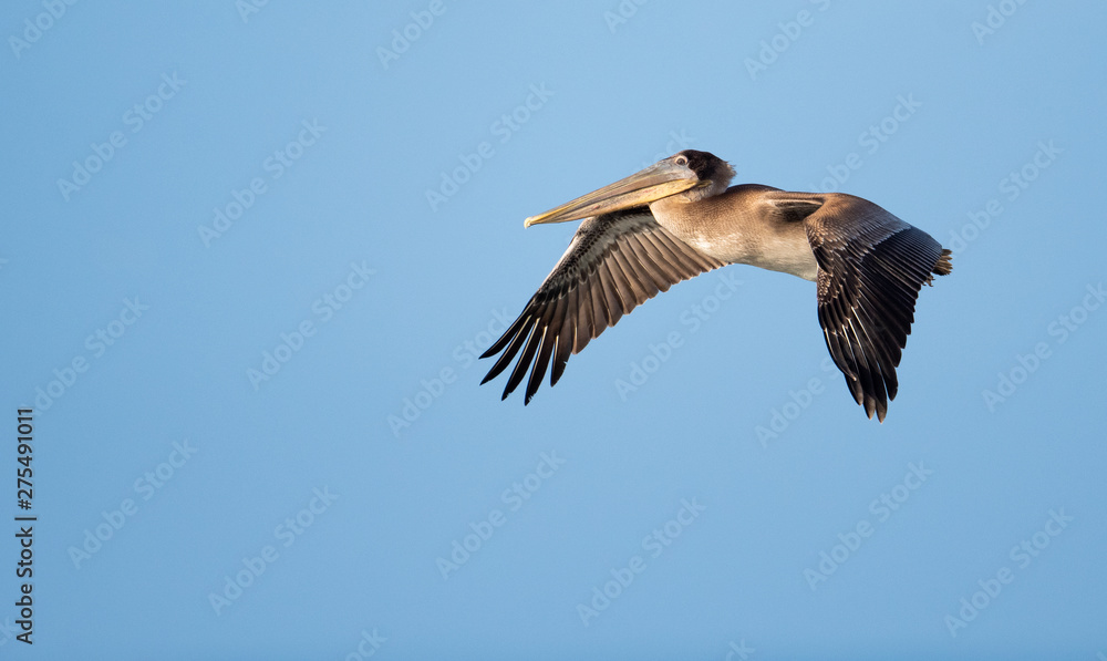Obraz premium Brown pelican in flight