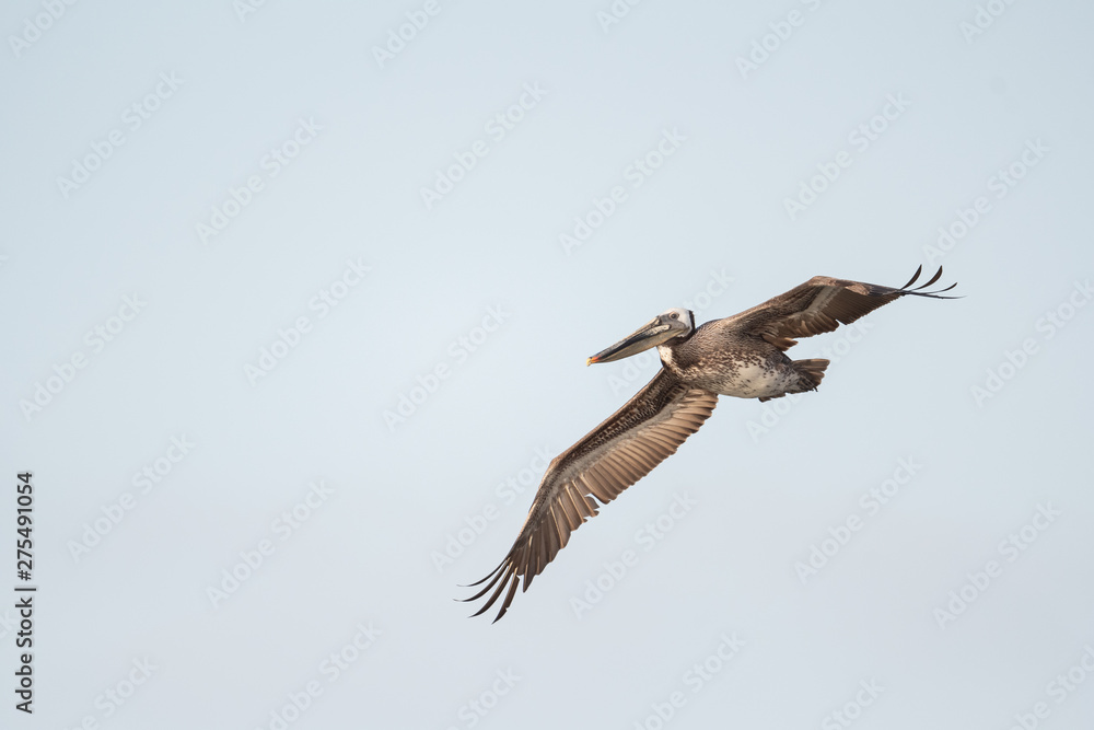 Fototapeta premium Brown pelican in flight