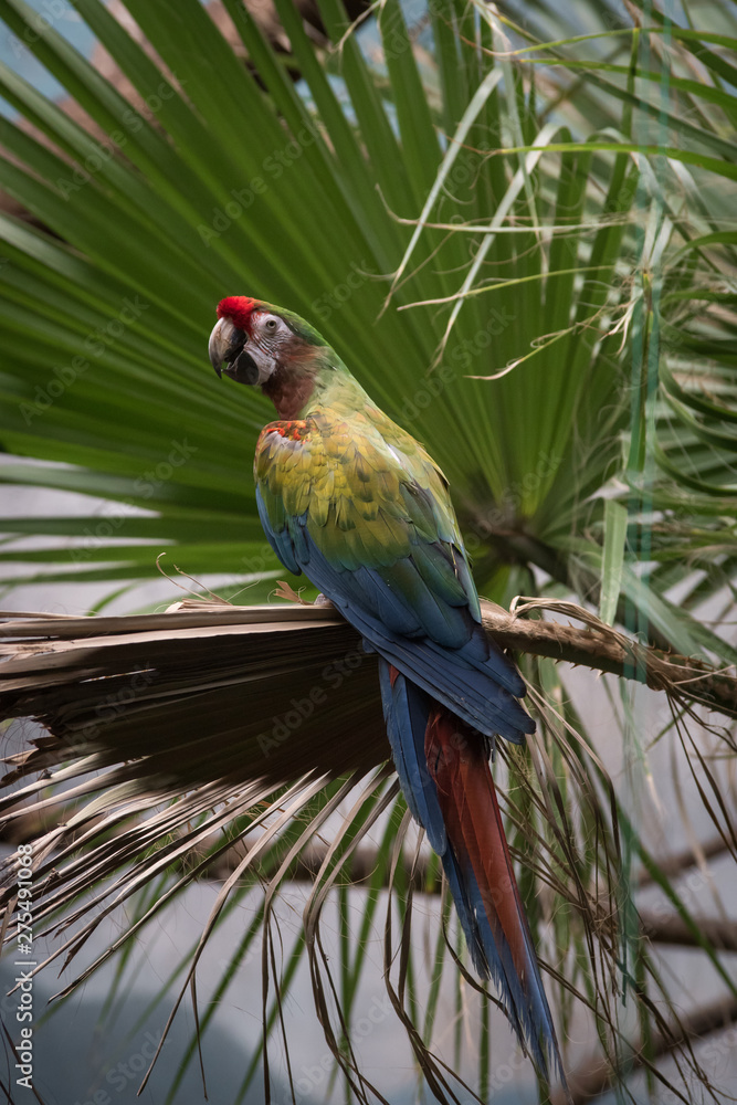 Obraz premium Guacamayo verde