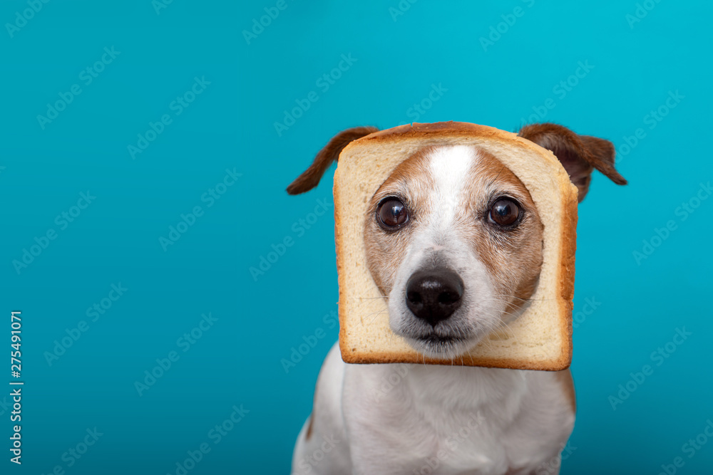 Cute jack russell dog wearing slice bread in head on blue background