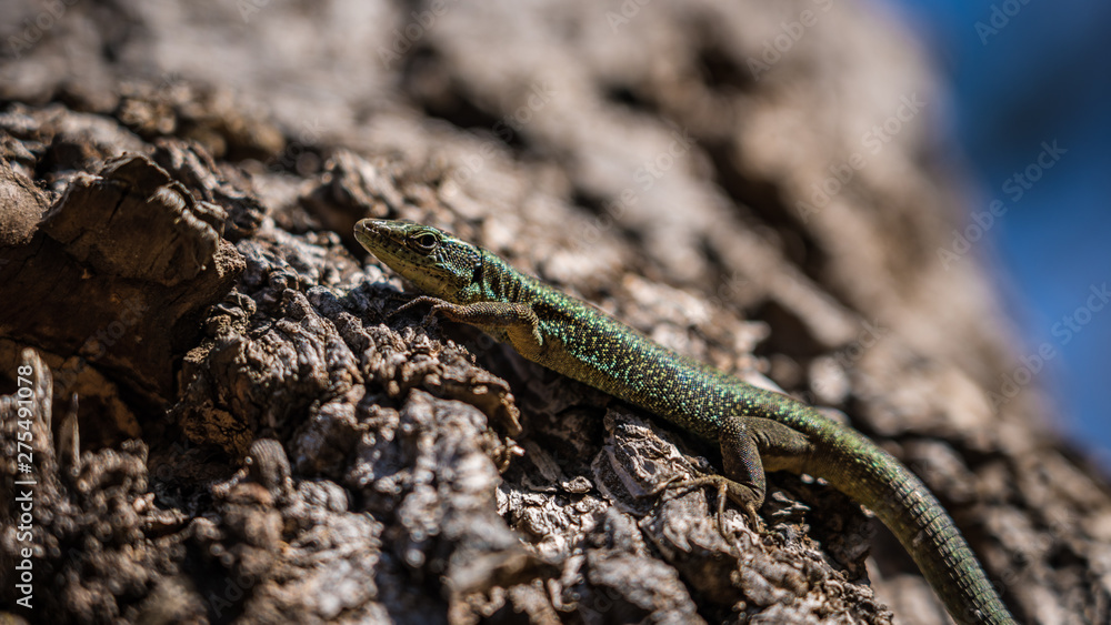 Madeira wall Lizard sitting on bark sunbathing Madeira wall Lizard sitting on bark sunbathing