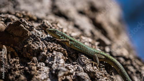 Madeira wall Lizard sitting on bark sunbathing