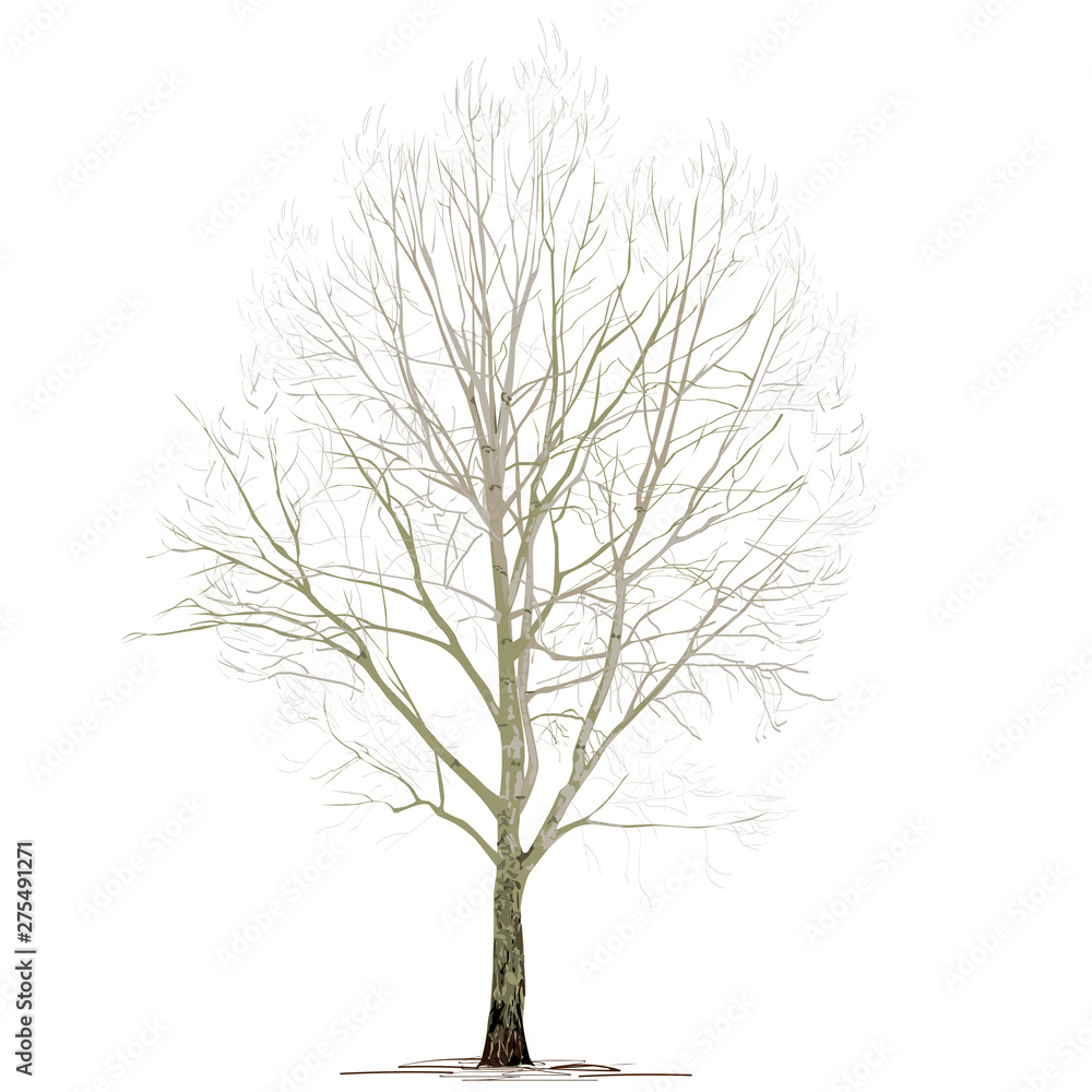 Poplar (Populus L.) without foliage, in the winter, on a white background Poplar (Populus L.) without foliage, in the winter, on a white background