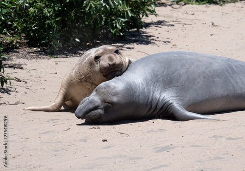 Two young elephant seals