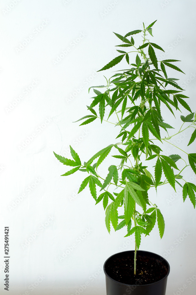 Fototapeta premium One plant of marijuana, weed or cannabis in pots at home on a white console against a white wall