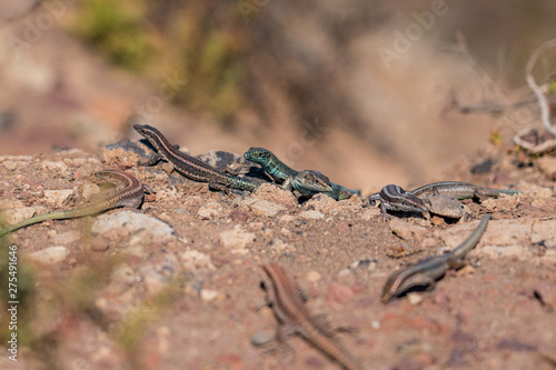 Madeira wall Lizards sunbathing on rocks © Cans Travel+Nature