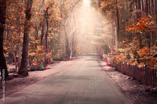 Autumn forest with country road at sunset. Colorful landscape with trees, rural road, orange and red leaves, sun in fall. Travel. Autumn background. Amazing forest with vibrant foliage in the evening