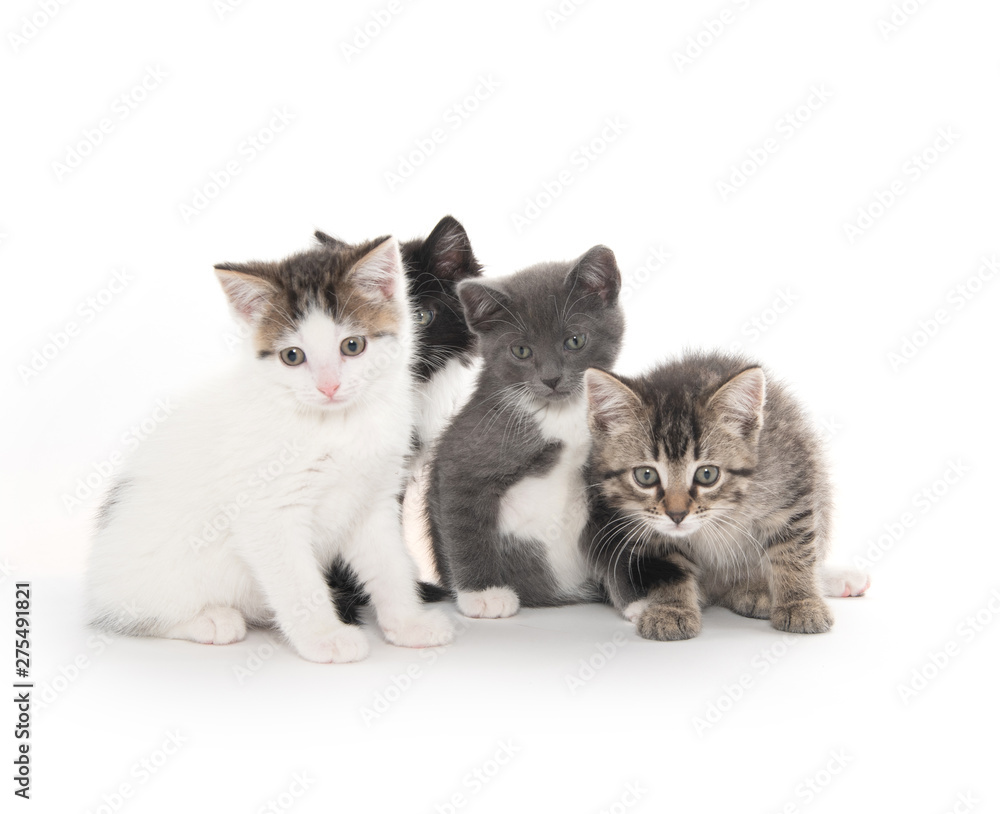 Obraz premium Four cute kittens on white