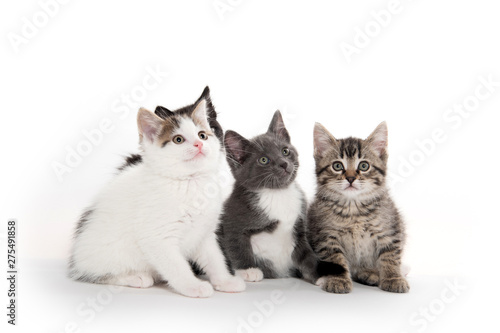Fototapeta Naklejka Na Ścianę i Meble -  Four cute kittens on white
