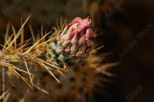 cactus flower