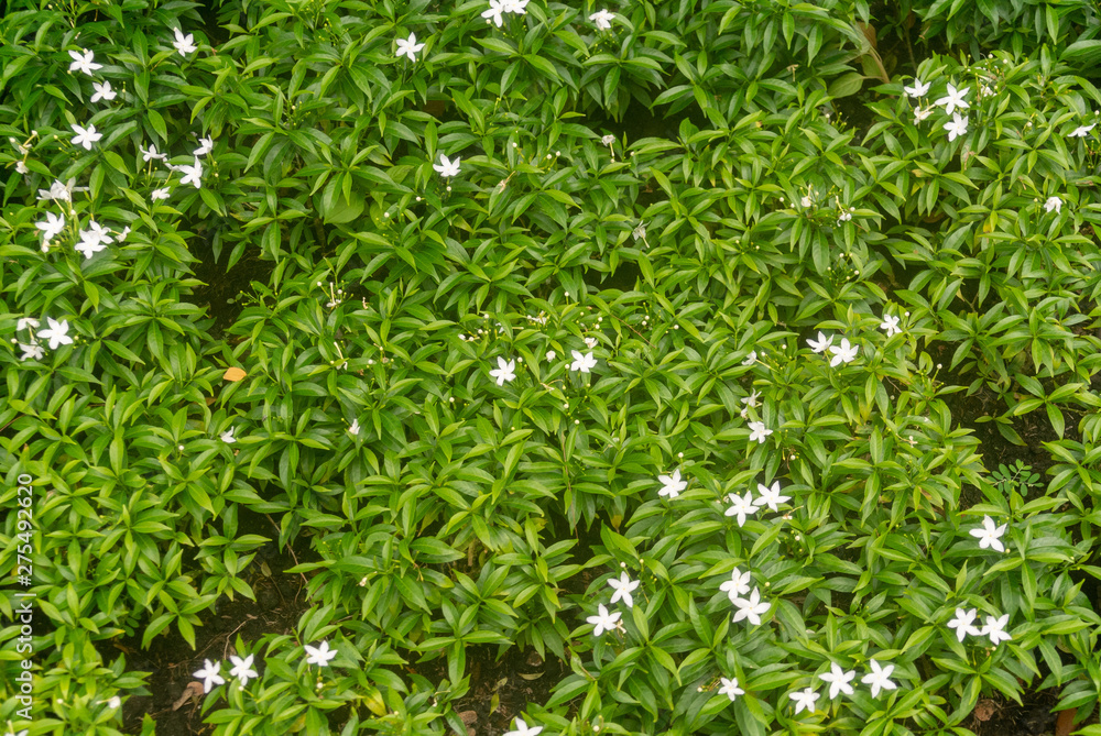 green background of grass green background of grass