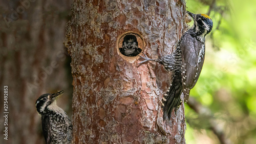 Dreizehenspecht Familie -  Picoides tridactylus  