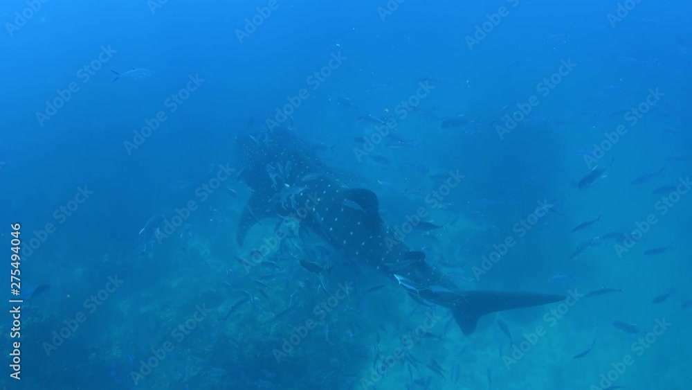 Whale Shark, Rhincodon Typus surrounded by school of Club nosed trevally Whale Shark, Rhincodon Typus surrounded by school of Club nosed trevally