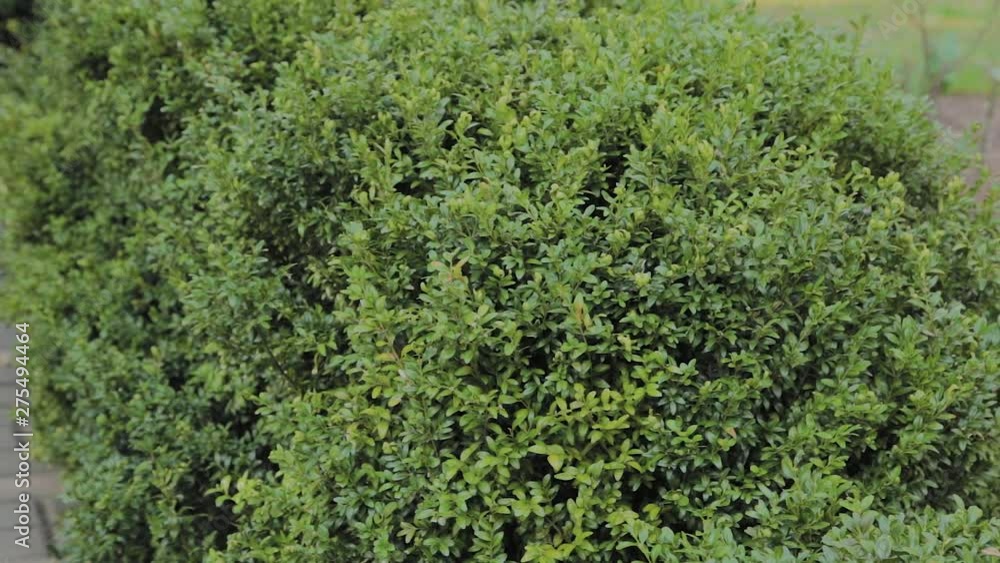 Green leaves of a dense bush on a sunny day. Green leaves of a dense bush on a sunny day.