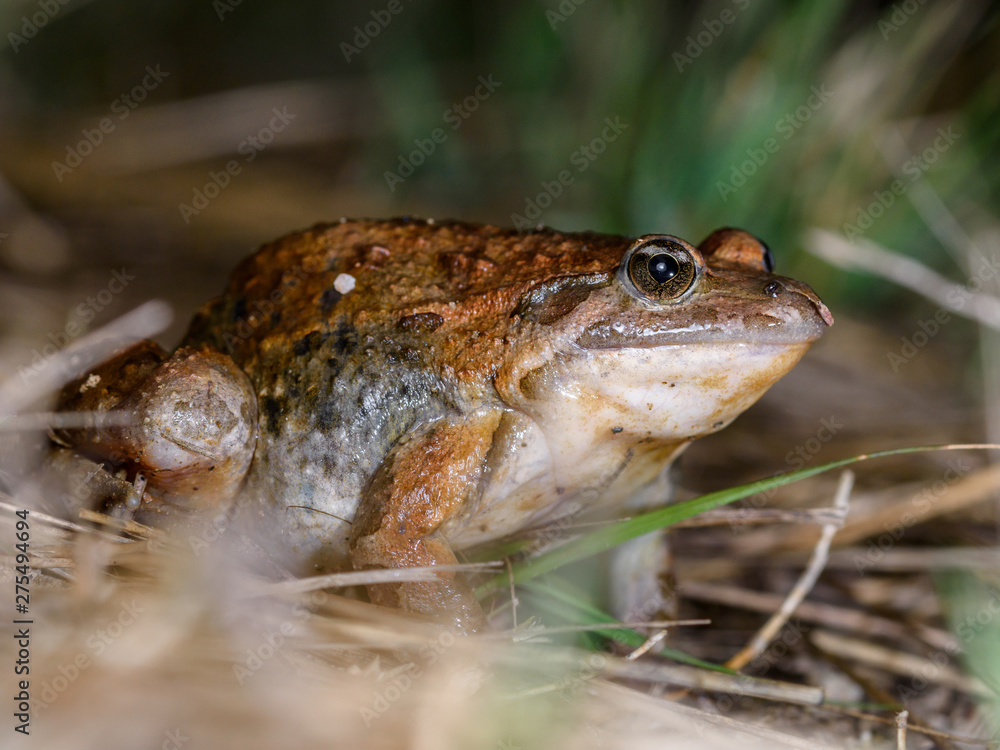 Obraz premium Mediterranean painted frog, Discoglossus pictus.