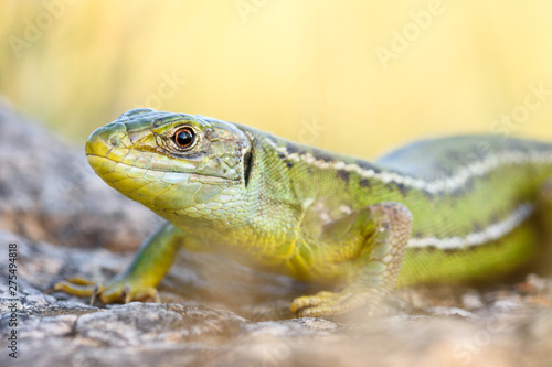 European green lizard  Lacerta bilineata.