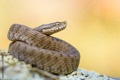 Photos Asp viper, Vipera aspis in nature.