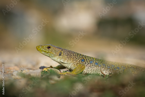 Ocellated lizard (Timon lepidus) spain.