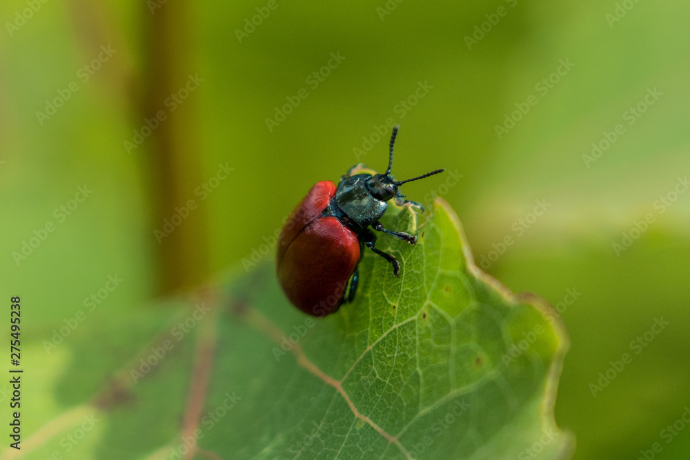 Insect closeup leaf Chrysomela populi red beetle Insect closeup leaf Chrysomela populi red beetle