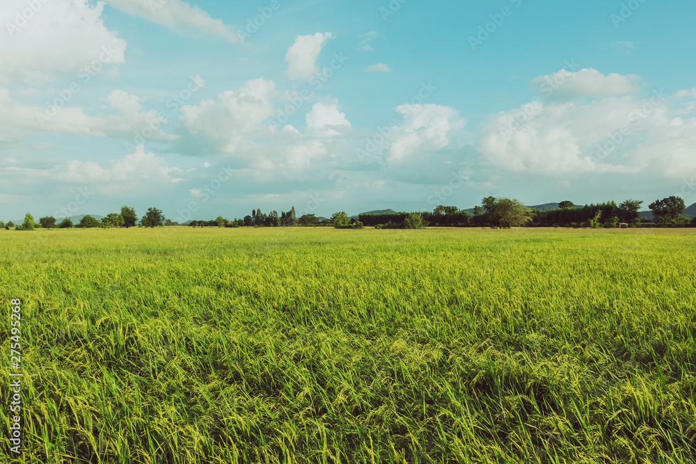 Rice fields in the evening before sunset