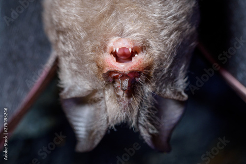 Lesser horseshoe bat (Rhinolophus hipposideros)
