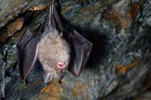 Lesser horseshoe bat (Rhinolophus hipposideros)