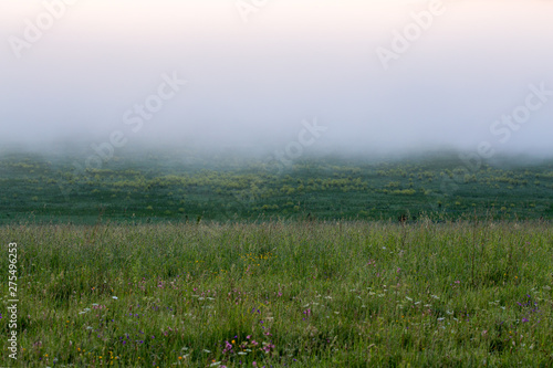 minimalistic wild grass meadow under dence fog without tree at summer morning photo