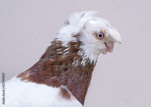 Uzbek dove kapkan chinni head photo