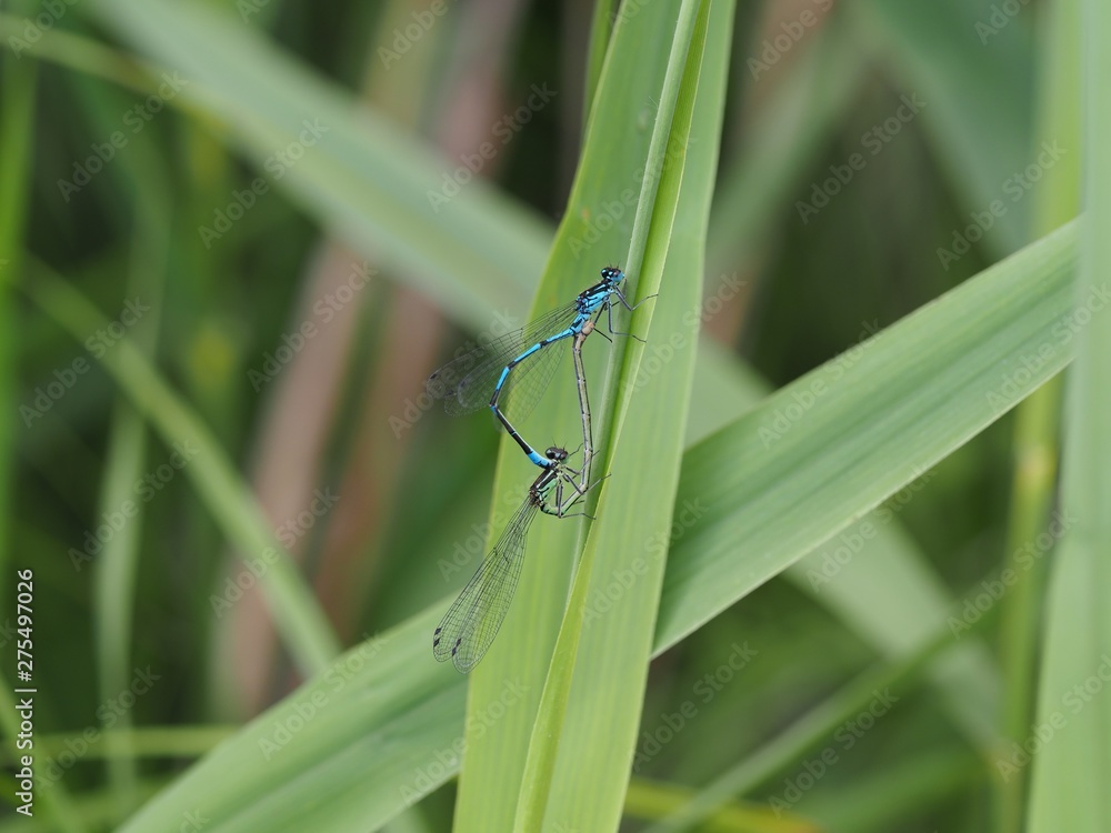 Damselflies mating in the reeds Damselflies mating in the reeds