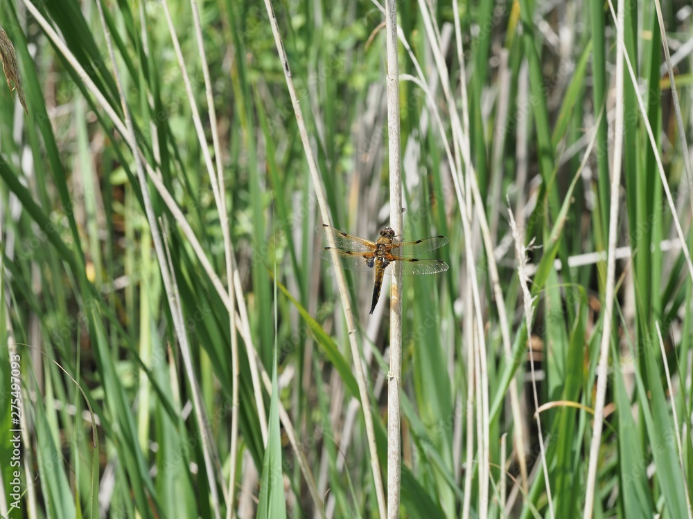 Male broad bodied chaser dragonfly Male broad bodied chaser dragonfly