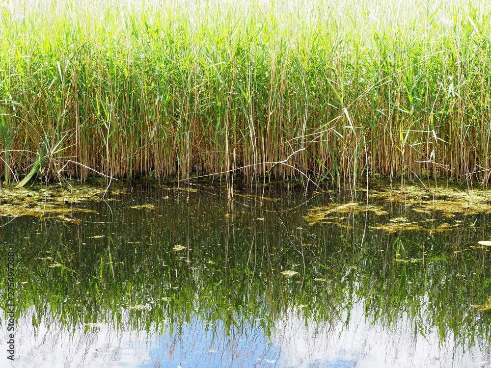 Obraz premium Wetland in the Cambridge fens