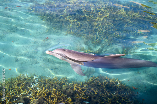 Dolphin, Tahiti, Moorea Reef, French Polynesia 