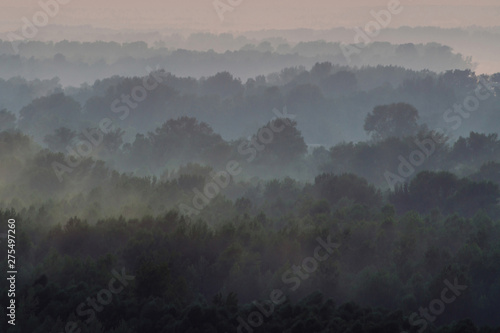 Mystical view from top on forest under haze at early morning. Mist among layers from tree silhouettes in taiga under warm predawn sky. Morning atmospheric minimalistic landscape of majestic nature.
