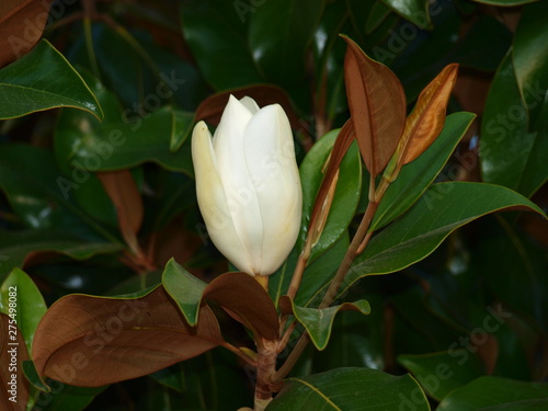 magnolia