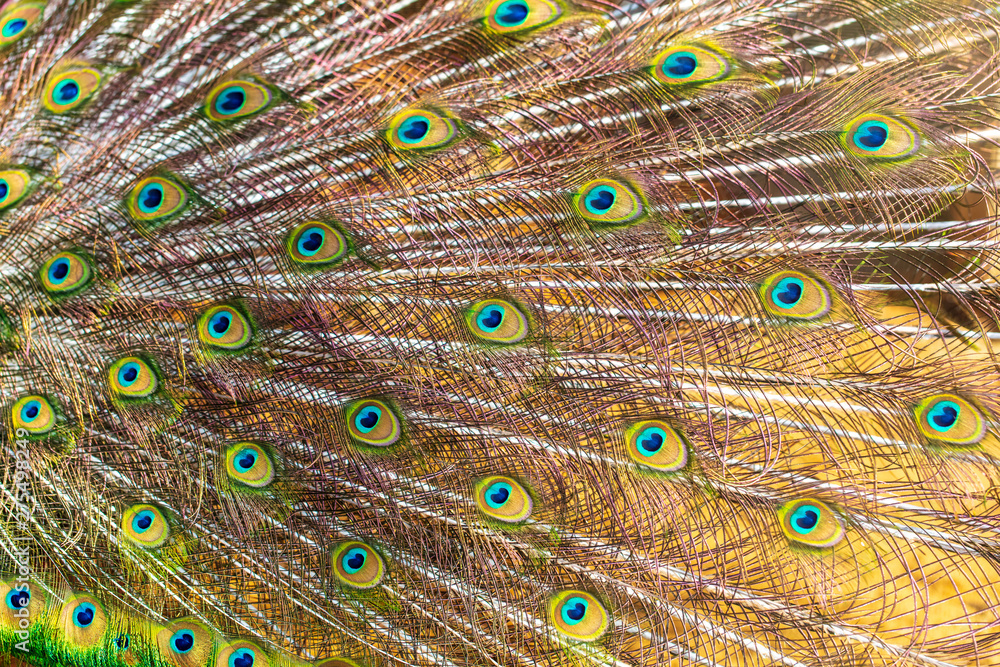 Fototapeta premium Peacock feathers on nature as background