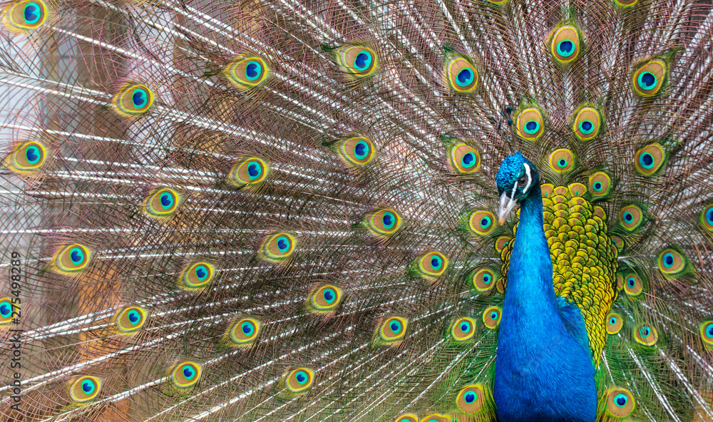 Obraz premium Portrait of a peacock in a zoo