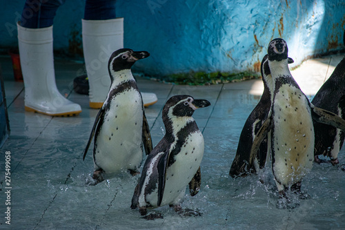 The walk of the penguins