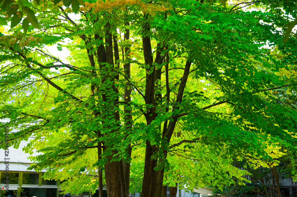 Tokyo, Japan, Ueno Animal Park, summer, quiet, cool plant forest Tokyo, Japan, Ueno Animal Park, summer, quiet, cool plant forest