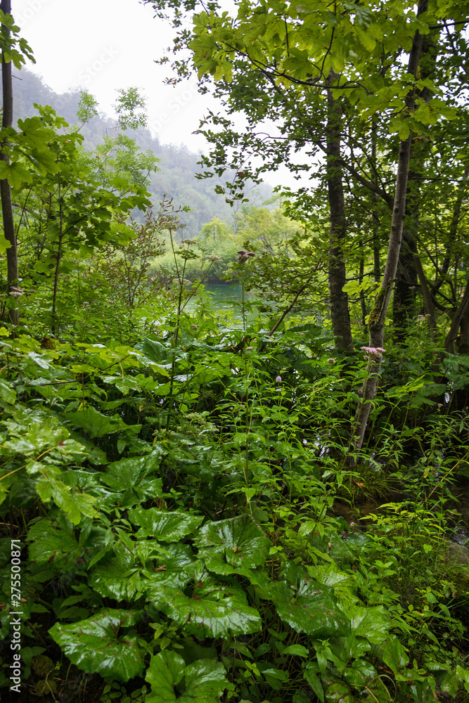 Plitvice lakes, waterfall green landscape, Croatia national park.