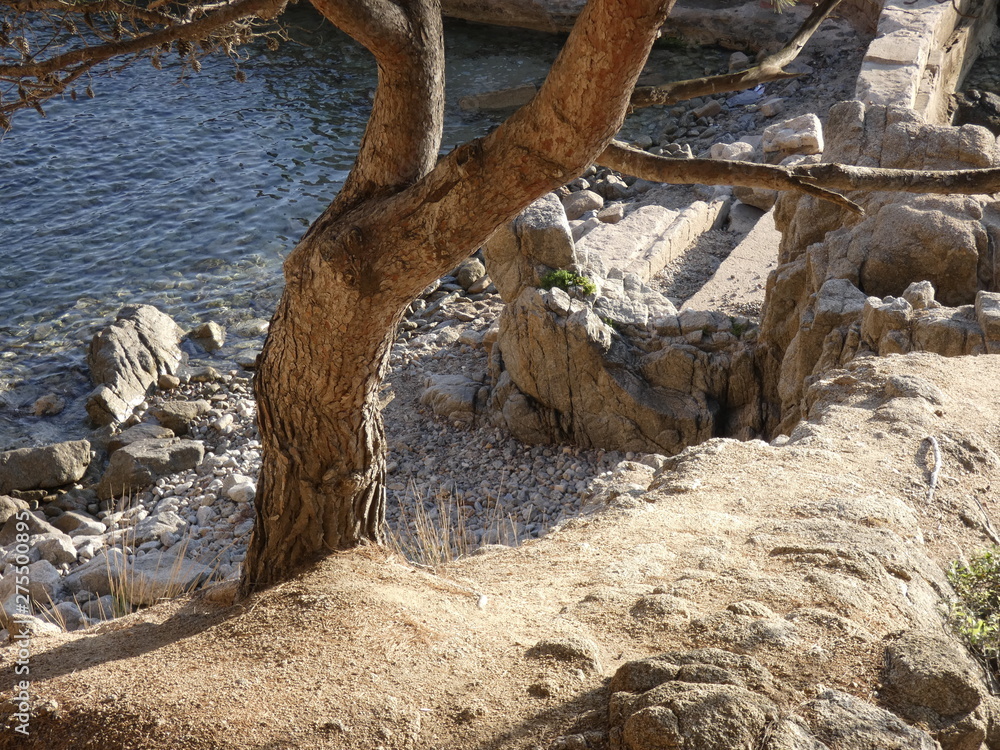 Pino torcido en la costa catalana, debido al aire que sopla en el otoño y en invierno. Pino torcido en la costa catalana, debido al aire que sopla en el otoño y en invierno.