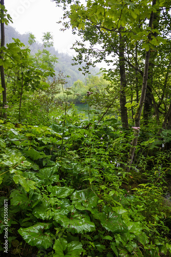 Plitvice lakes  waterfall green landscape  Croatia national park.
