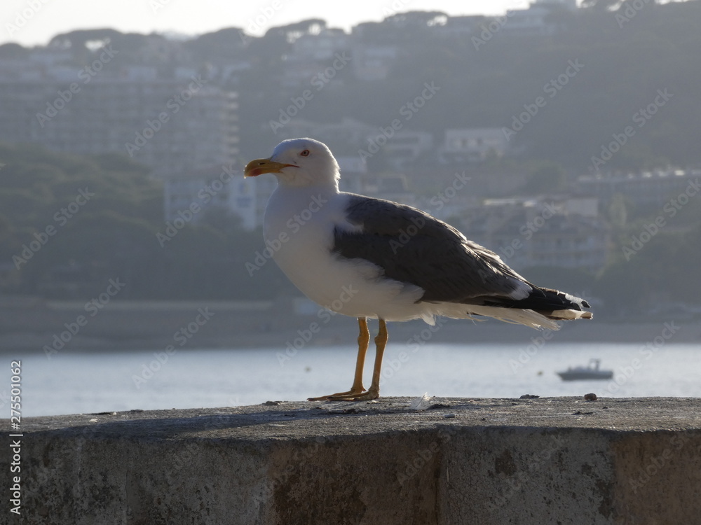Obraz premium Gaviota adulta relajada en la costa catalana, plumas claras que la diferencian de los polluelos o de las gaviotas jóvenes que tienen las plumas más oscuras
