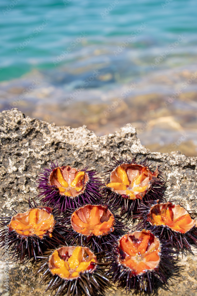 Fresh sea urchins with orange eggs ready to eat on the rocks with sea on background Fresh sea urchins with orange eggs ready to eat on the rocks with sea on background