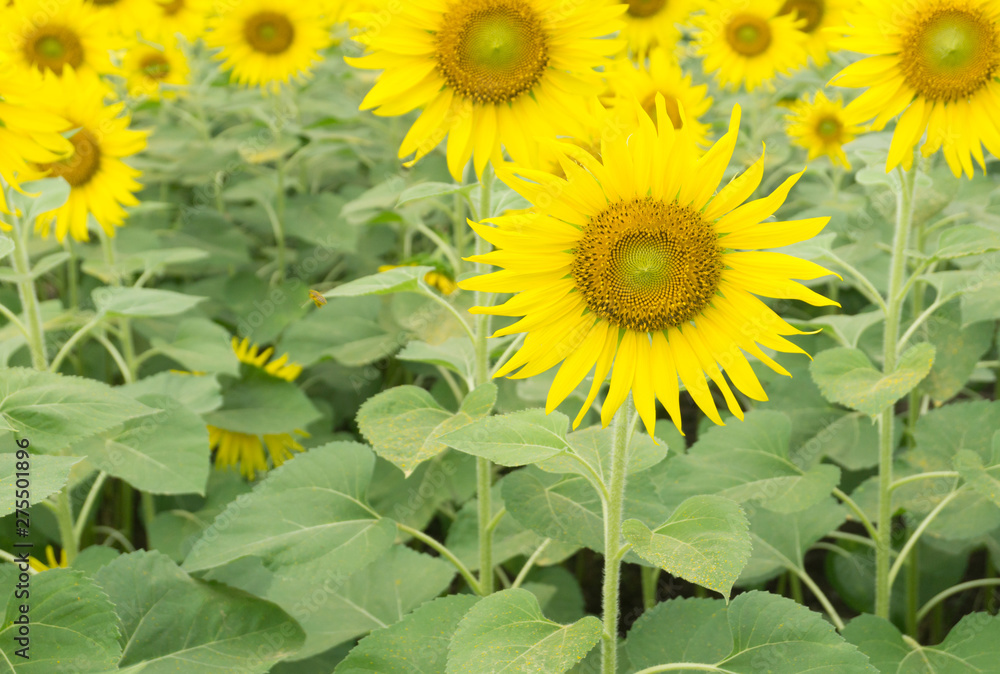 Yellow sunflowers  field blooming in a garden,beautiful pollen in shining summer day