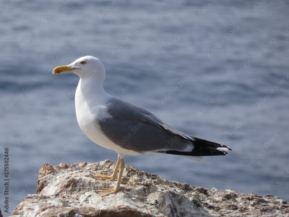 Gaviota en un acantilado del mediterráneo, con el fondo del azul mediterráneo. Gaviota en un acantilado del mediterráneo, con el fondo del azul mediterráneo.