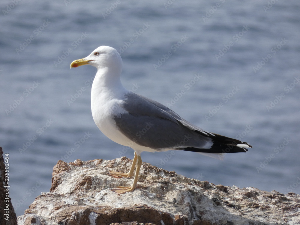 Obraz premium Gaviota en un acantilado del mediterráneo, con el fondo del azul mediterráneo.