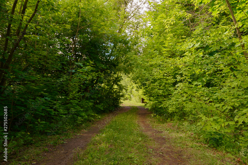 Fototapeta premium dirt road in a green summer forest