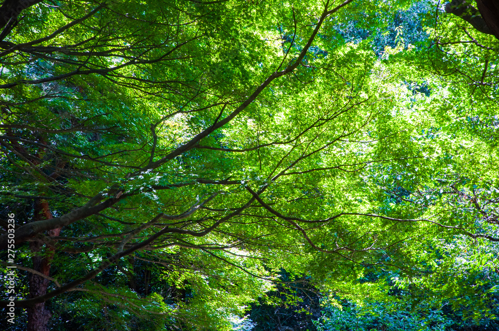 Tokyo Shinjuku's park, tree tree shade very cool Tokyo Shinjuku's park, tree tree shade very cool